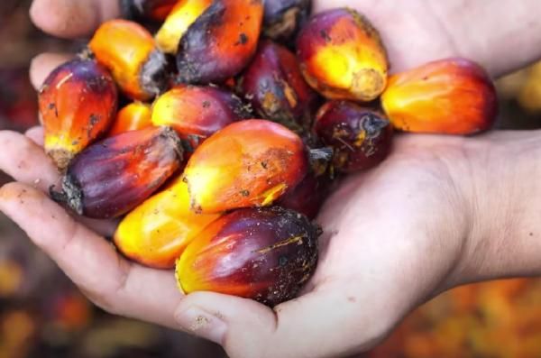 Harga Minyak Sawit (CPO) Reli 4 Hari Beruntun